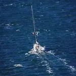 Bougenvilia Tomas 3*