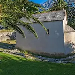 Bougenvilia Tomas