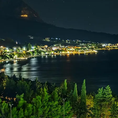 Bougenvilia Tomas 3*