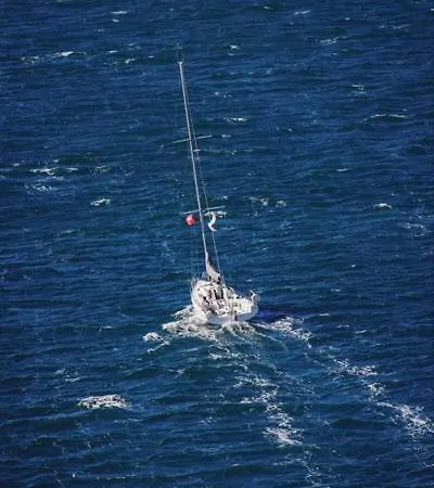 Bougenvilia Tomas 3*