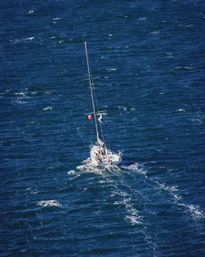 Bougenvilia Tomas 3*